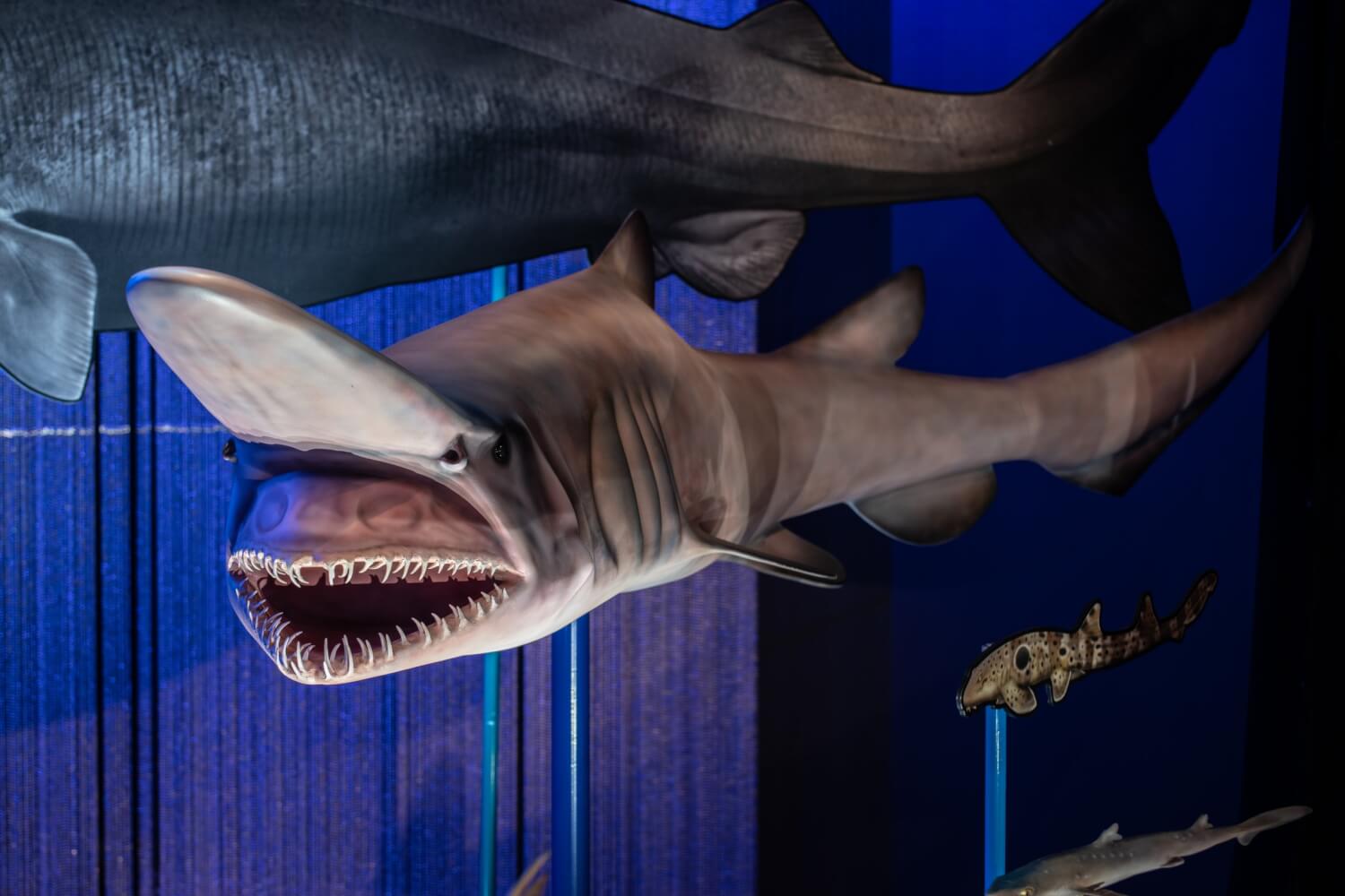 Photo of a life-sized goblin shark model