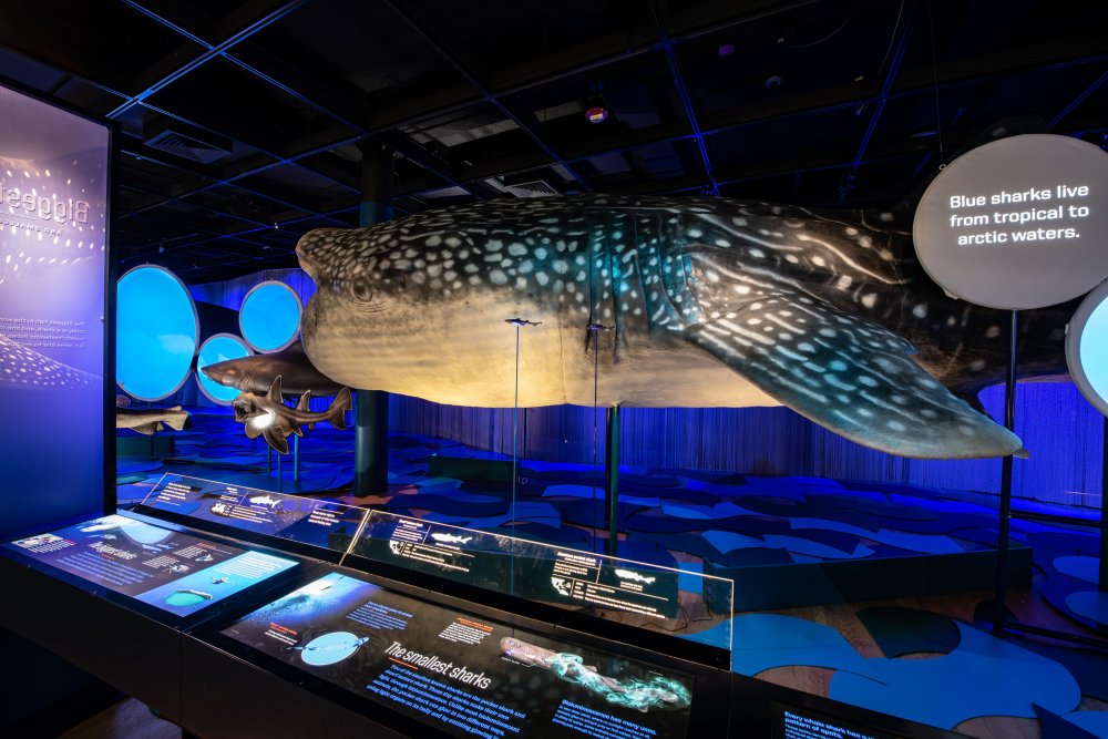 Photo of a gigantic life-sized whale shark model