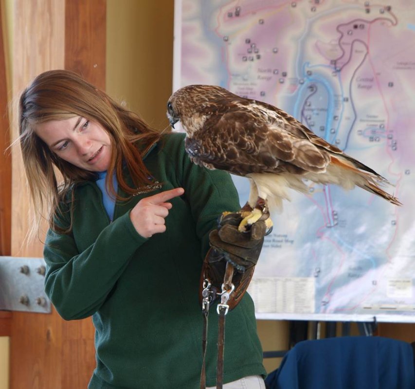 A presented from the Wildlands Conservancy holds a live hawk during a presentation at Wildlife Weekends