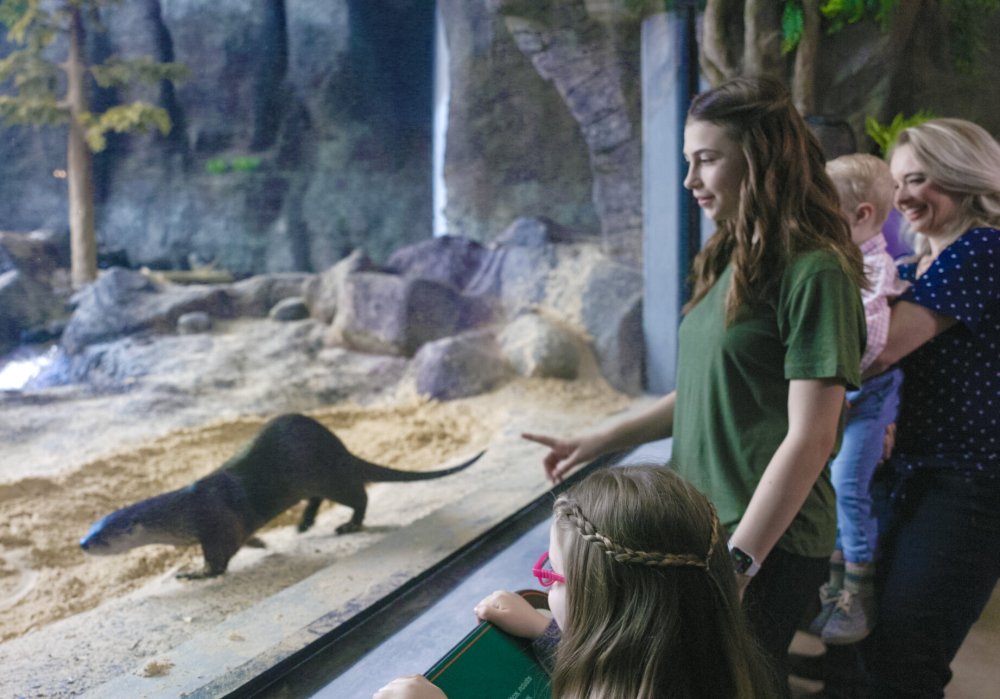 Visitors get an up-close look at a river otter during an otter chat.